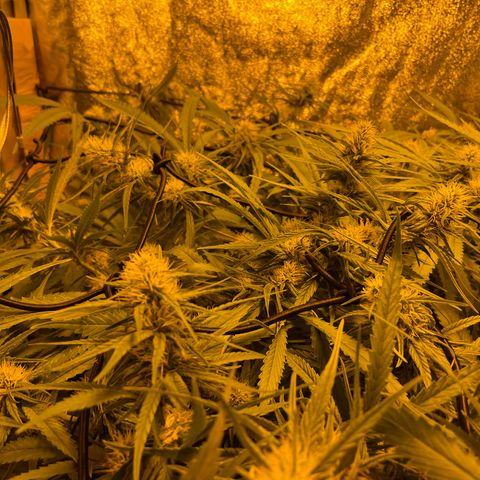 Super Silver Haze growlog photo: The only nutrients given are chalk rock dust and chicken pellets 