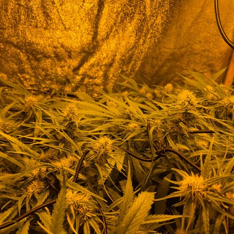 Super Silver Haze growlog photo: The only nutrients given are chalk rock dust and chicken pellets 