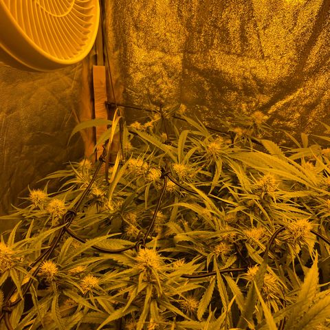 Super Silver Haze growlog photo: The only nutrients given are chalk rock dust and chicken pellets 
