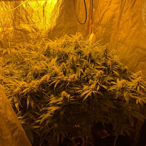 Super Silver Haze growlog photo: Tiny rust spots on leafs from magnesium lack fixed with bittersalt