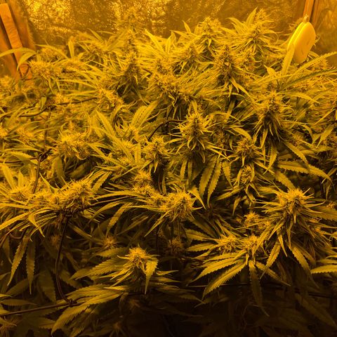 Super Silver Haze growlog photo: Tiny rust spots on leafs from magnesium lack fixed with bittersalt