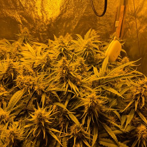 Super Silver Haze growlog photo: Tiny rust spots on leafs from magnesium lack fixed with bittersalt
