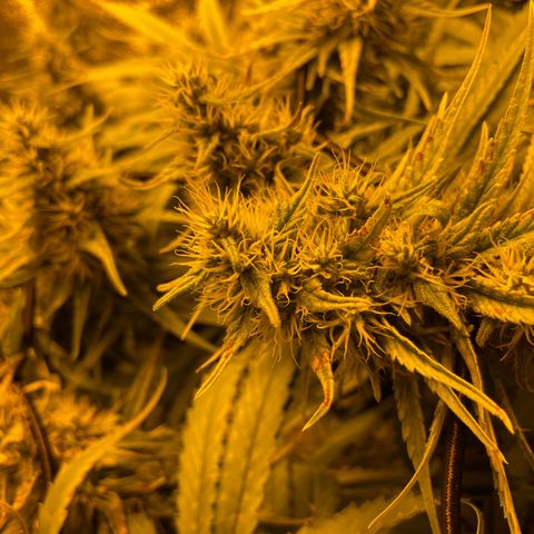 Super Silver Haze growlog photo: Tiny rust spots on leafs from magnesium lack fixed with bittersalt