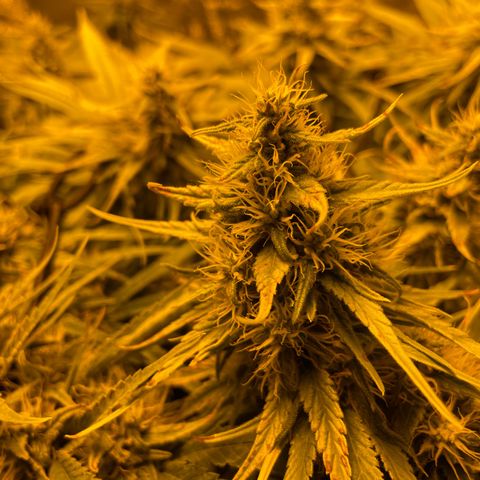 Super Silver Haze growlog photo: Tiny rust spots on leafs from magnesium lack fixed with bittersalt