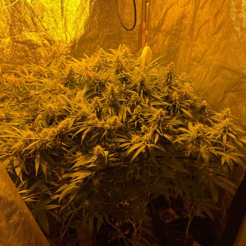 Super Silver Haze growlog photo: Tiny rust spots on leafs from magnesium lack fixed with bittersalt