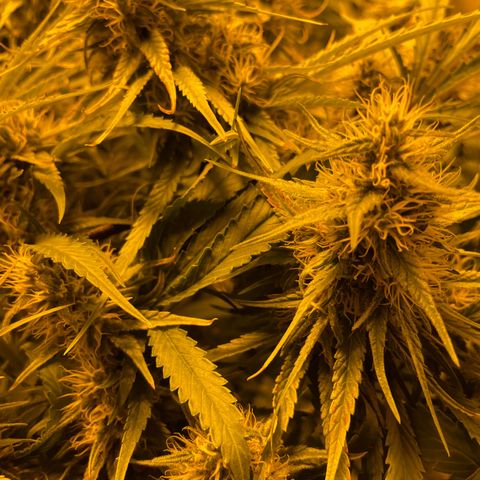 Super Silver Haze growlog photo: Tiny rust spots on leafs from magnesium lack fixed with bittersalt