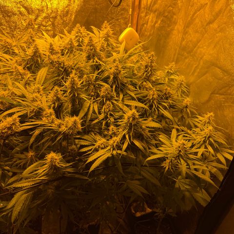Super Silver Haze growlog timeline photo