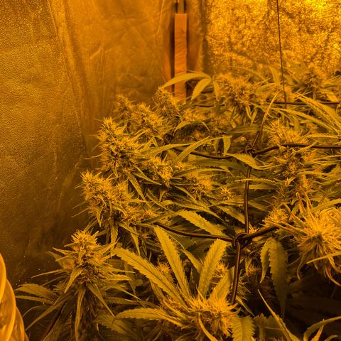 Super Silver Haze growlog timeline photo