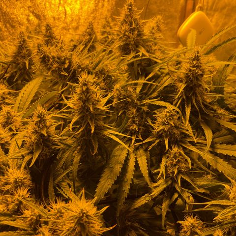 Super Silver Haze growlog timeline photo