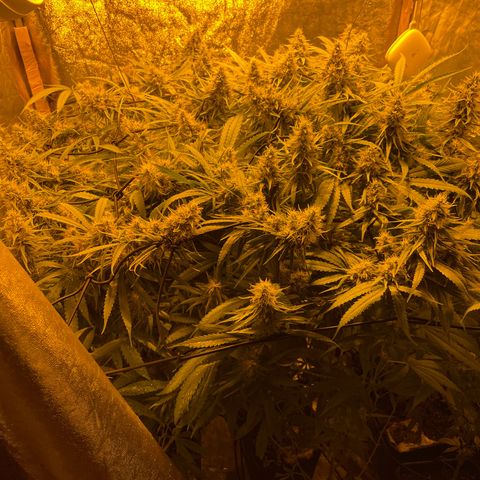 Super Silver Haze growlog timeline photo