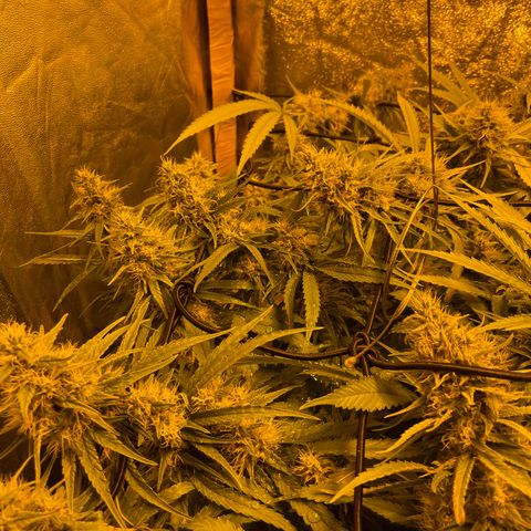 Super Silver Haze growlog timeline photo