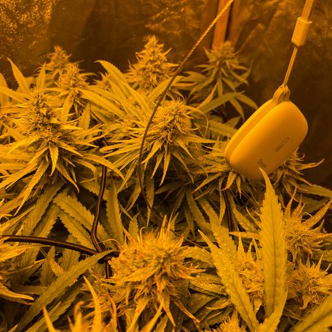 Super Silver Haze growlog timeline photo