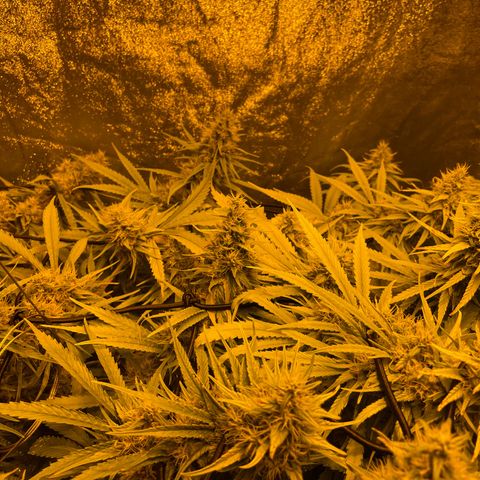 Super Silver Haze growlog timeline photo