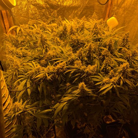 Super Silver Haze growlog photo: Spraying leafs with magnesium 