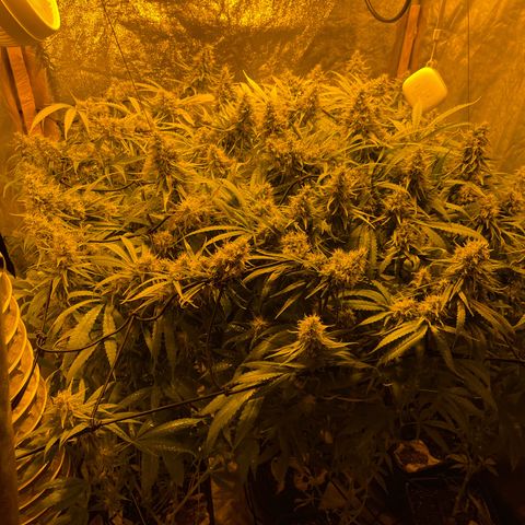 Super Silver Haze growlog photo: Spraying leafs with magnesium 
