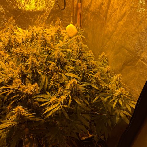 Super Silver Haze growlog photo: Spraying leafs with magnesium 