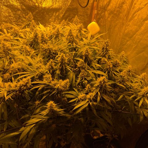 Super Silver Haze growlog photo: Spraying leafs with magnesium 