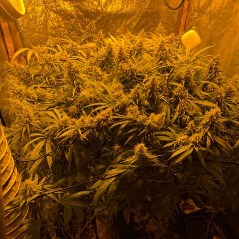 Super Silver Haze growlog photo: Spraying leafs with magnesium 