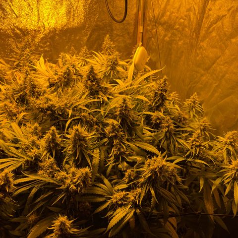 Super Silver Haze growlog photo: Magnesium Lack was remedied but faint color remains 