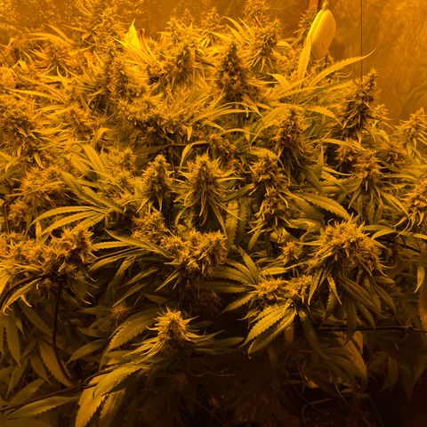 Super Silver Haze growlog photo: Magnesium Lack was remedied but faint color remains 