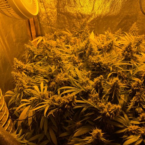 Super Silver Haze growlog photo: Magnesium Lack was remedied but faint color remains 