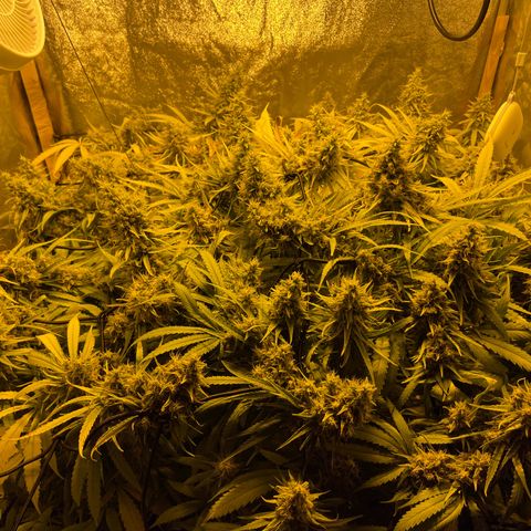 Super Silver Haze growlog photo: Magnesium Lack was remedied but faint color remains 