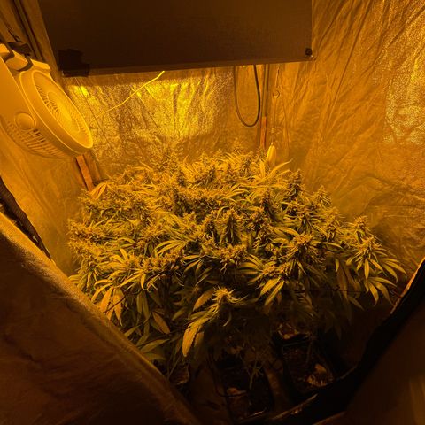 Super Silver Haze growlog photo: Not yet ripe as all trichomes are clear 