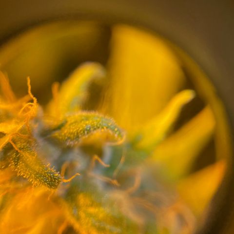 Super Silver Haze growlog photo: Not yet ripe as all trichomes are clear 
