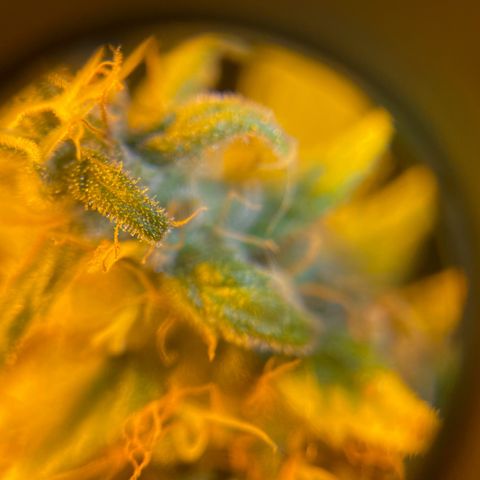 Super Silver Haze growlog photo: Not yet ripe as all trichomes are clear 