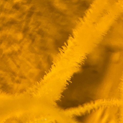 Super Silver Haze growlog photo: Not yet ripe as all trichomes are clear 