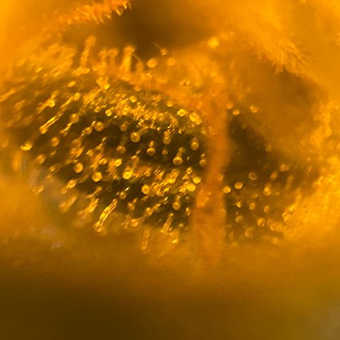 Super Silver Haze growlog photo: Not yet ripe as all trichomes are clear 