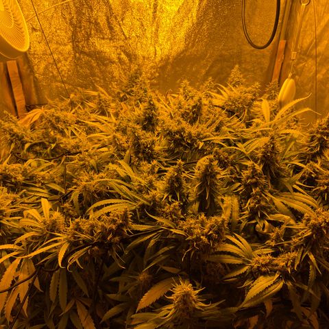 Super Silver Haze growlog timeline photo