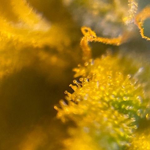 Super Silver Haze growlog photo: Not yet ripe as all trichomes are clear 