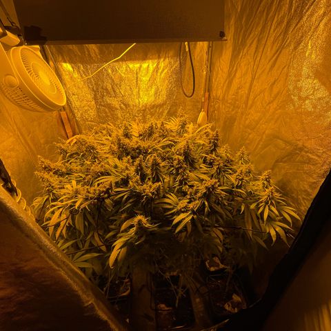Super Silver Haze growlog photo: Not yet ripe as all trichomes are clear 