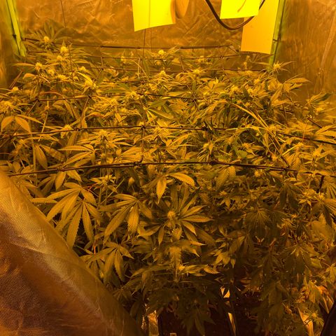 GMO x Animal Cookies growlog timeline photo