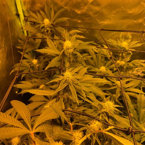 GMO x Animal Cookies growlog timeline photo