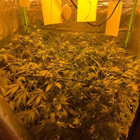 GMO x Animal Cookies growlog timeline photo