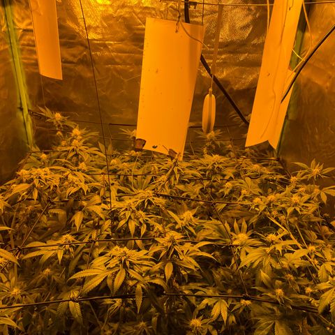 GMO x Animal Cookies growlog photo: Removed sugar leafs 