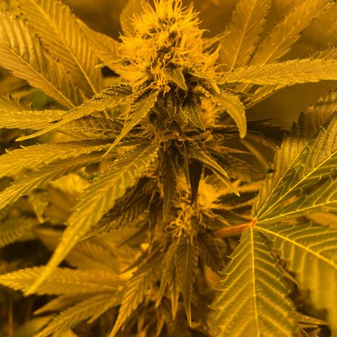 GMO x Animal Cookies growlog photo: Removed sugar leafs 