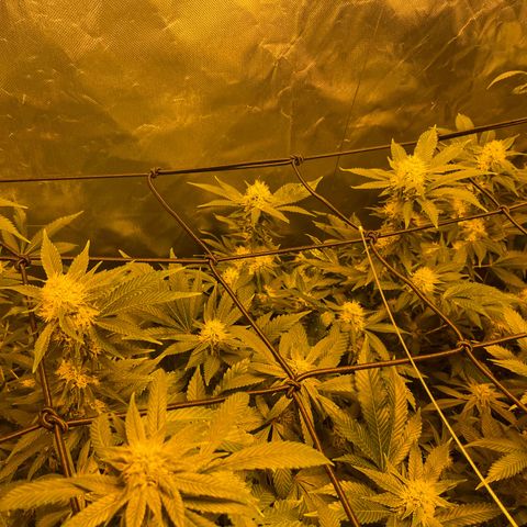 GMO x Animal Cookies growlog photo: Removed sugar leafs 