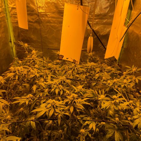 GMO x Animal Cookies growlog photo: Removed sugar leafs 