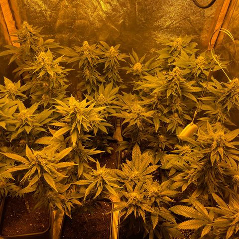 Gelato growlog timeline photo