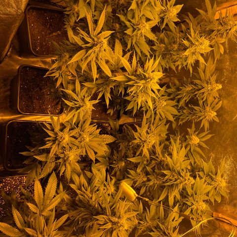 Gelato growlog timeline photo