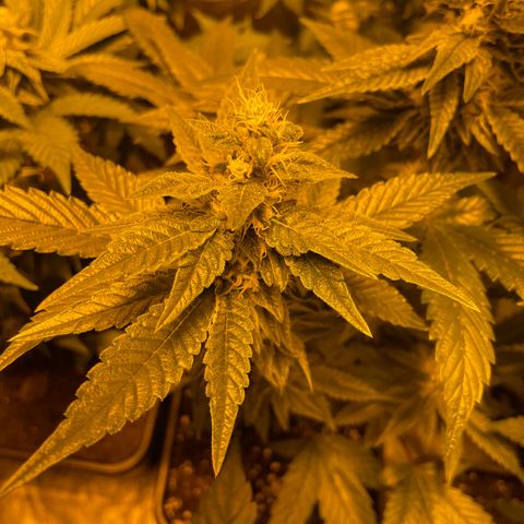 Gelato growlog timeline photo