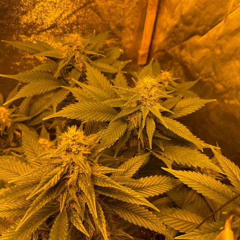 Gelato growlog timeline photo