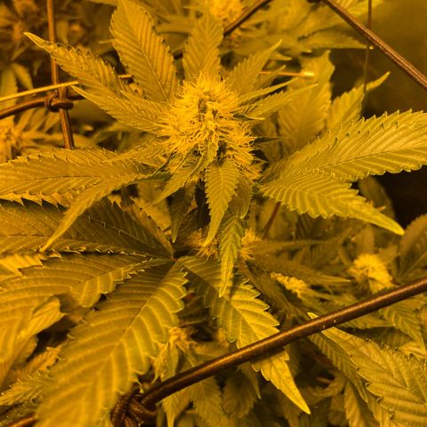 GMO x Animal Cookies growlog timeline photo