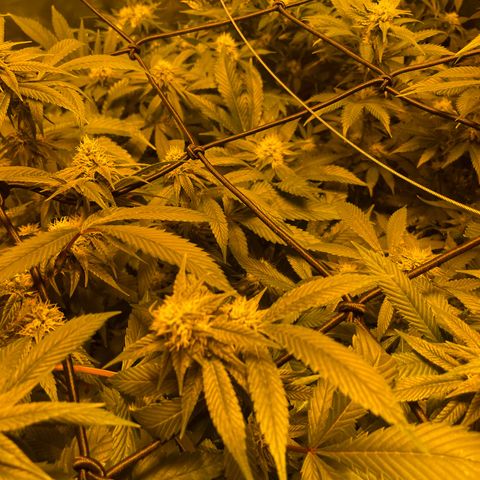 GMO x Animal Cookies growlog timeline photo