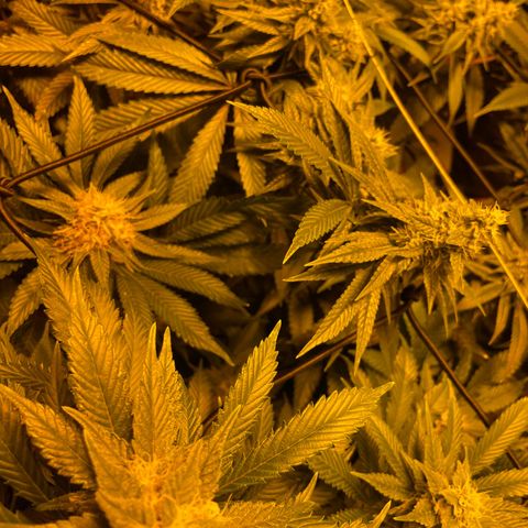 GMO x Animal Cookies growlog timeline photo