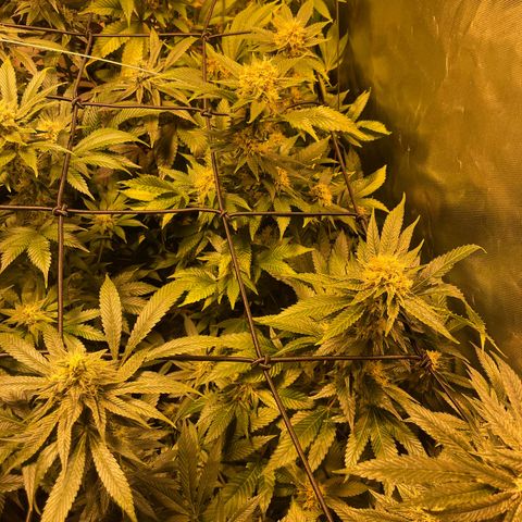GMO x Animal Cookies growlog timeline photo