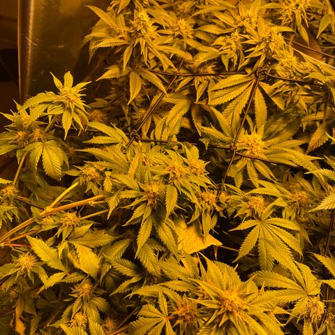 GMO x Animal Cookies growlog timeline photo
